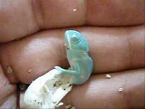 chameleon hatching out