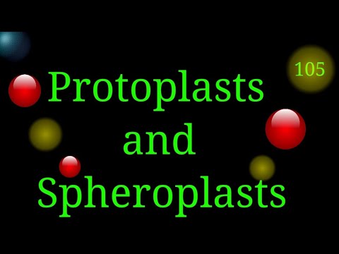 ቪዲዮ: Spheroplasts የሕዋስ ግድግዳዎች አሏቸው?