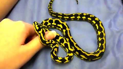 Juvenile Jungle Carpet Python - Morelia Spilota Cheynei