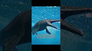 Predator X Was A Species Of Pliosaurid Plesiosaur