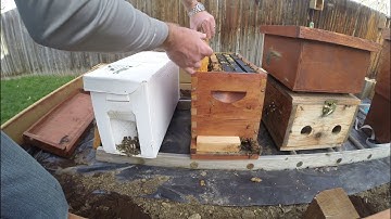 How Can You Tell if a Queen Is Mated