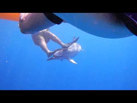2014-09-17 ハワイ島マサシのドルフィンスイムツアー