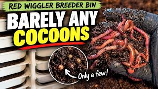I Tried Inactive Bedding in My Red Wiggler Breeder Bin… Here’s What Happened #vermicompost