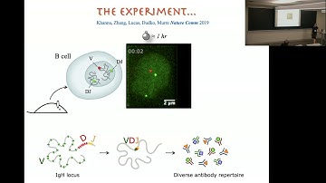 Olga Dudko | On the Border of Order: Chromosomal Organization in Space and Time