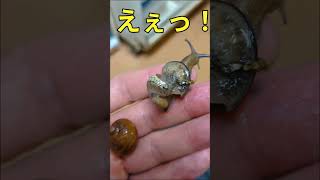 #兵庫県 #宝塚 #みなみぐち動物病院 #カタツムリ #エスカルゴ #病気 #Helix aspersa #Cornu aspersum 2026年5月21日