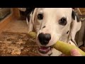 (JAPAN) He loves a Carrots♡ Dalmatian Mash.   マシュのおやつ？　ニンジン大好きダルメシアン