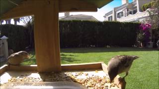 BirdhouseComplete