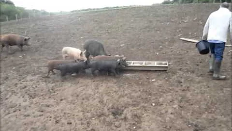 Devon farmer devastated after five pigs killed in overnight raid