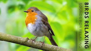 Birds Chirping - Bird Songs Healing For The Heart, Calms The Nervous System And Pleases The Mind