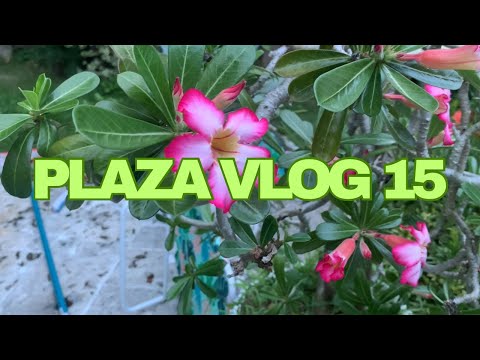 PLAZA VLOG 15