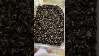 Germinando Miosotis, Hoya, Flor de Cera desde semillas.