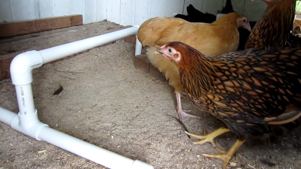 How to make a Chicken Roost with PVC - YouTube