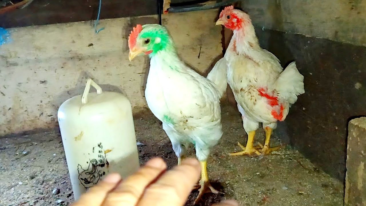ayam warna warni usia 5 minggu