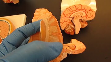 Brain Anatomy, Part 4: White vs. Gray Matter