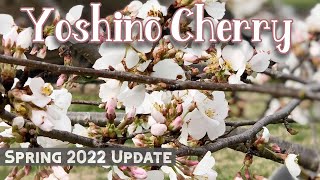 Yoshino 'Japanese Flowering' Cherry Tree Spring Summer Update
