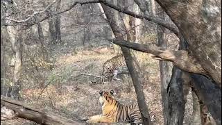 tiger or lepead fighting in Ranthambhore #fighting #tiger #ranthambore #wildlife #safari #swm #new