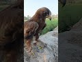 猛禽類の頂点捕食者