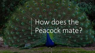 How does Peacock mate? || The Fascinating Mating Ritual of Peacocks|| How Peacocks Mate?