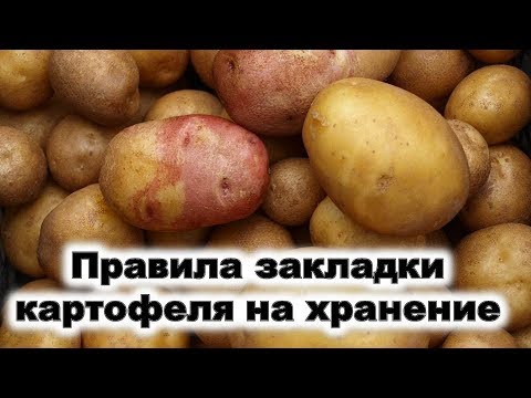 Pravila za polaganje krompira za skladištenje Na kojoj temperaturi treba staviti krompir za skladišt