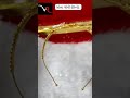 gram polish hairband