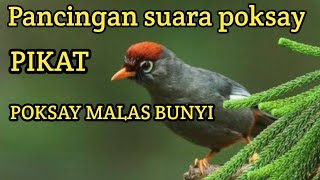 suara pikat poksay mandarin, pancingan poksay mandarin agar gacor