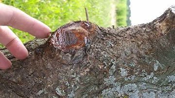 Tree crying 2 months after cut omg