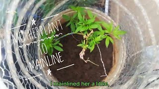 Outdoor Grow Motherplant to  Mainline ExperiGrow (15-April-2024)