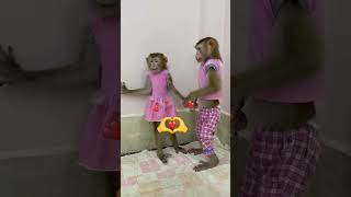 o casal de monkey mas lindo 🥰#macacos#monkeys #funny #animais#pets#lindos