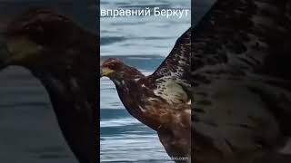 Беркут. Полювання.  #фізикацікаво #біологіяцікаво