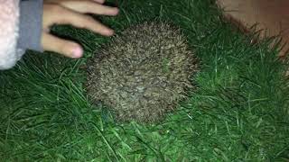 Bahçemize Bir Anne Kirpi Girdi 🦔 - Çocuk Şarkıları Tv Resimi