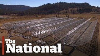 New radio telescope unveiled in B.C.