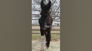 please consider donating to our PayPal link in bio on Instagram account please #donate #don