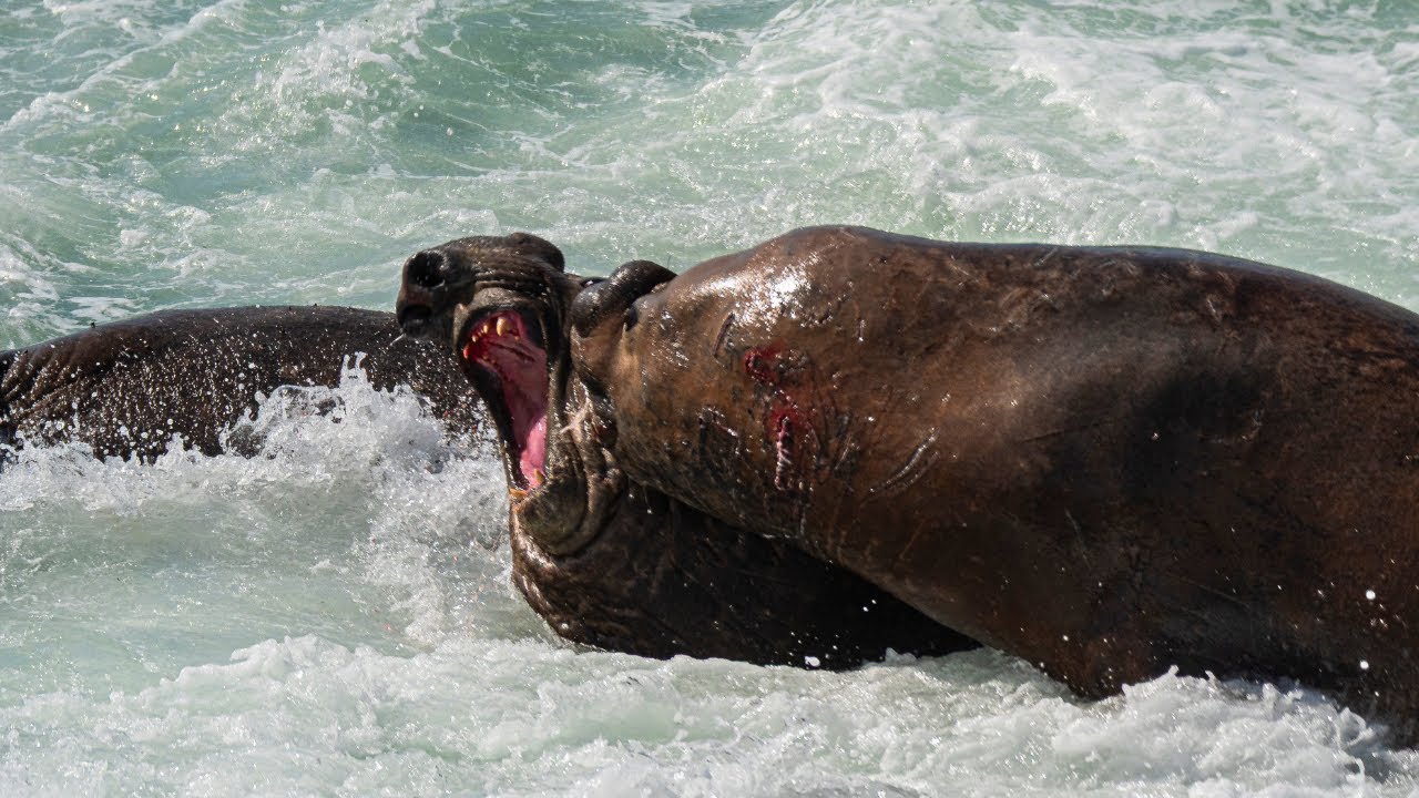 Giant Elephant Seals Brawl in the Surf for Beach Dominance
