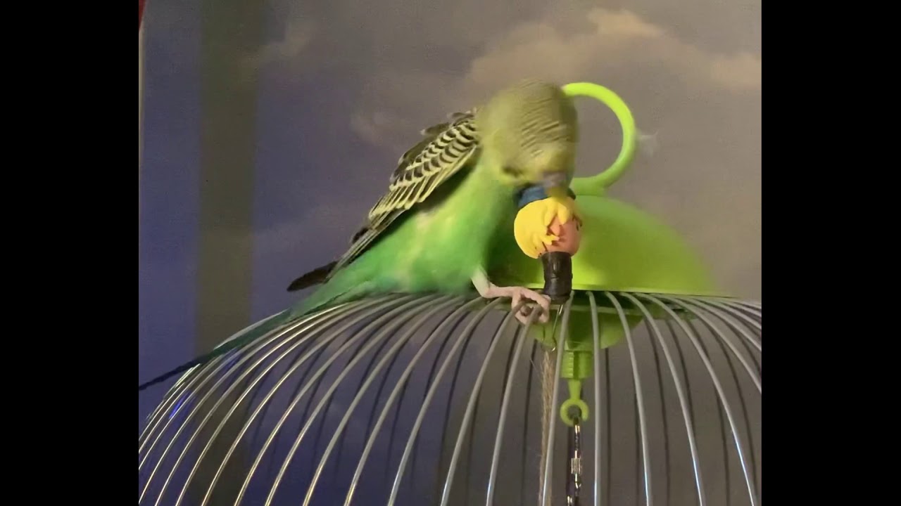 Видео попугаев как они чирикают.