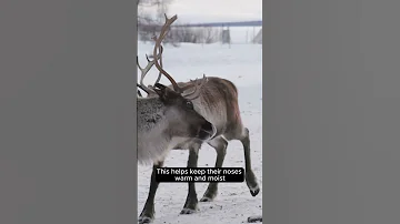 Reindeer S Red Nose Survival Trick Or Christmas Magic 