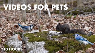 Black Squirrels, Chipmunks and Animals in a Canadian Forest  10 hour Video for Pets  Apr 17, 2024