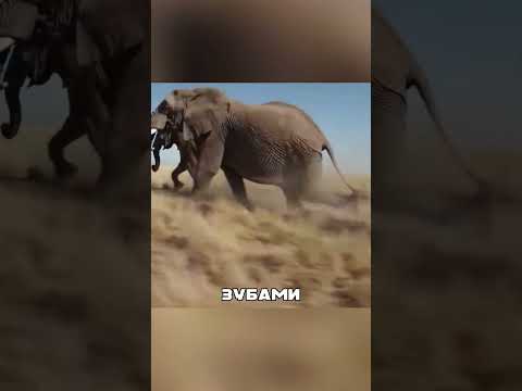 Слониха показала ЛЬВИЦЕ материнскую ЯРОСТЬ🐘🦁😤