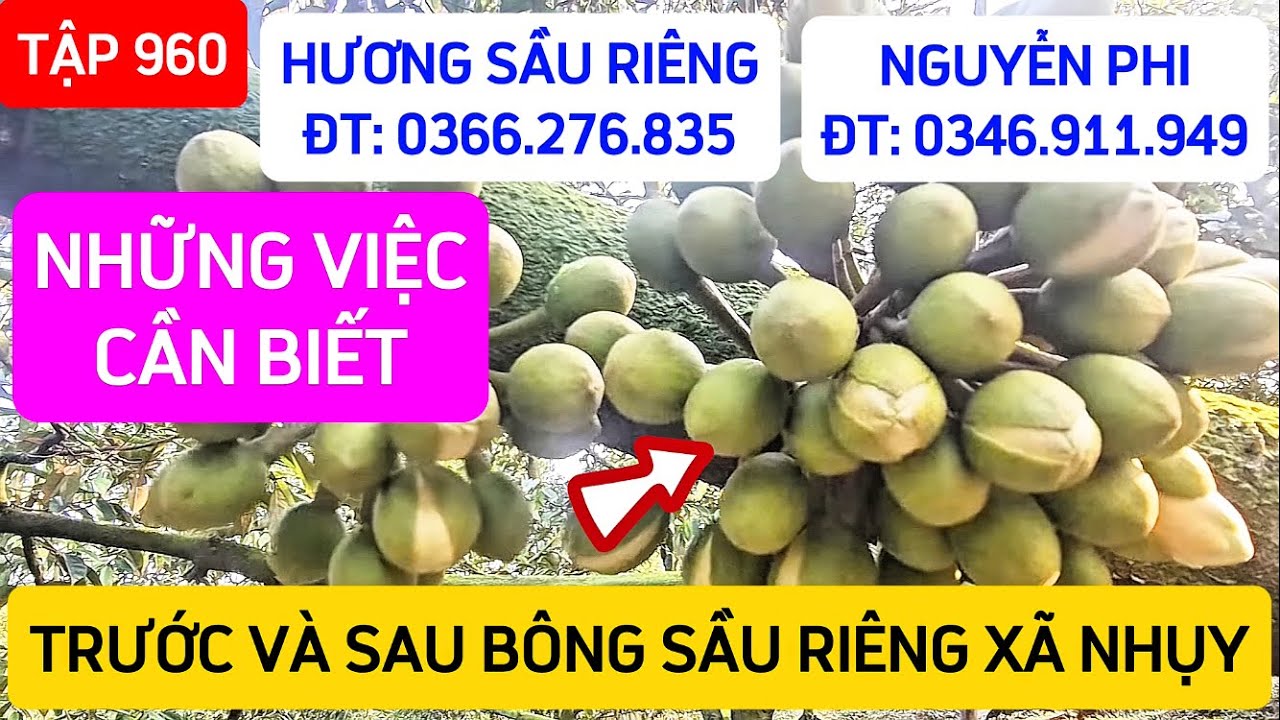 TẬP 960 NHỮNG VIỆC CẦN BIẾT TRƯỚC VÀ SAU BÔNG SẦU RIÊNG XÃ NHỤY 