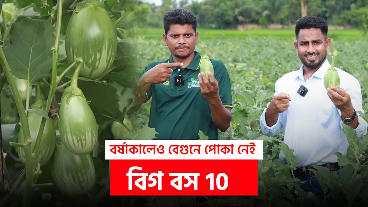 অবাক কাণ্ড ! বর্ষাকালেও যে জাতের বেগুনে পোকা নেই । বিগ বস 10