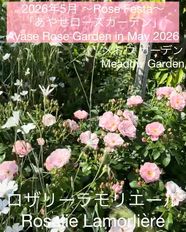 May 2026 Ayase Rose Garden Vol. 2] Rosarie L'Hay and others - YouTube