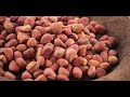 Kola nut benefits