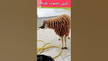 كبش 7000 Dh صوته غريب 