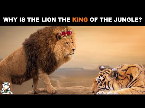 Video: Why The Lion Is Considered The King Of Beasts