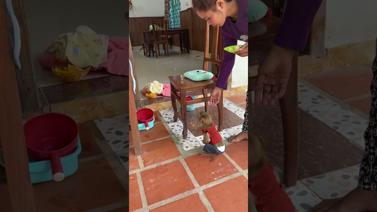 Lovely Monkey Mason so Amazing every day