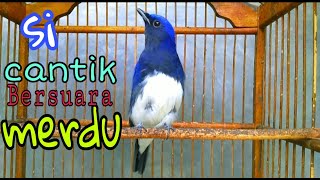 SULINGAN LAUT/TLEDEKAN LAUT