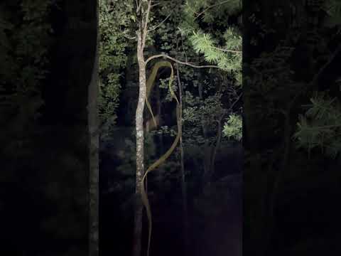 Hanging the bear bag is hard when youre tired. backpacking camping by Kennesaw State University Outdoor Adventures