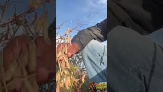 Agro colheita soja #agrobr #agro #agronegócio #agronomia #agronomy #arroz #herbicida #soja #deus #rs