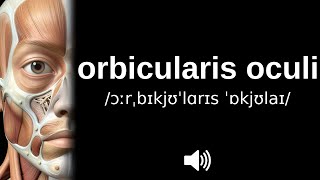 How to pronounce orbicularis oculi (CORRECTLY!)