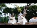 栃の花 のせ猫 260613 - YouTube