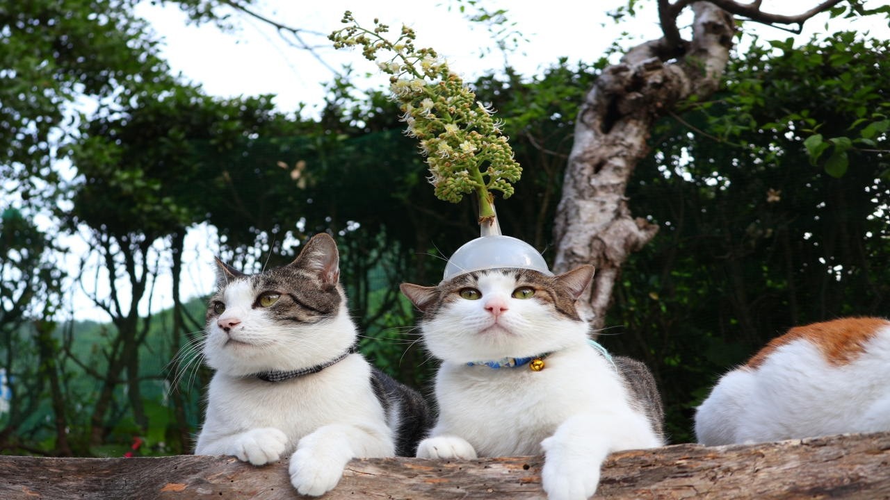 のせ猫 栃の花 のせ猫 260613 - YouTube